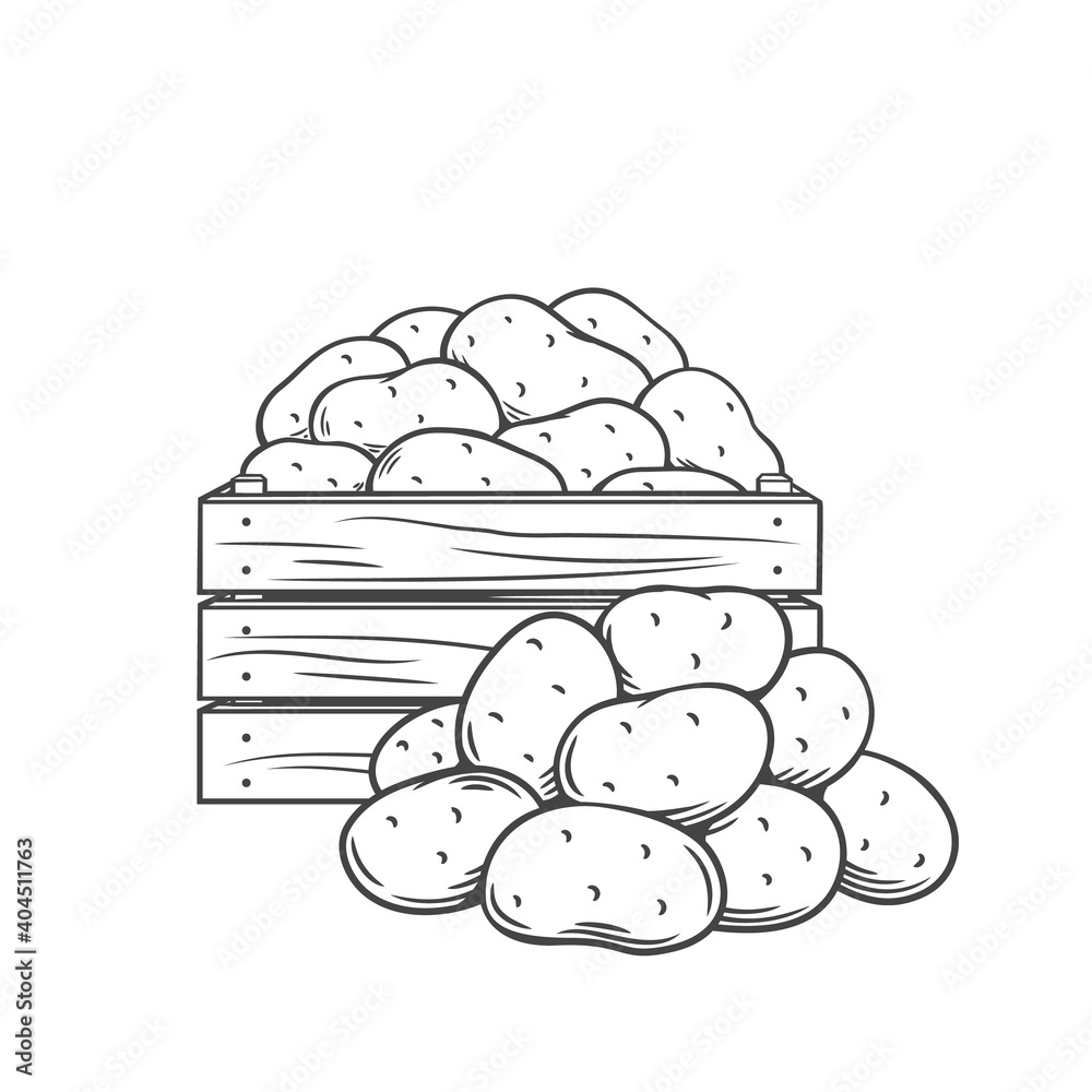 Potato tubers monochrome outline illustration