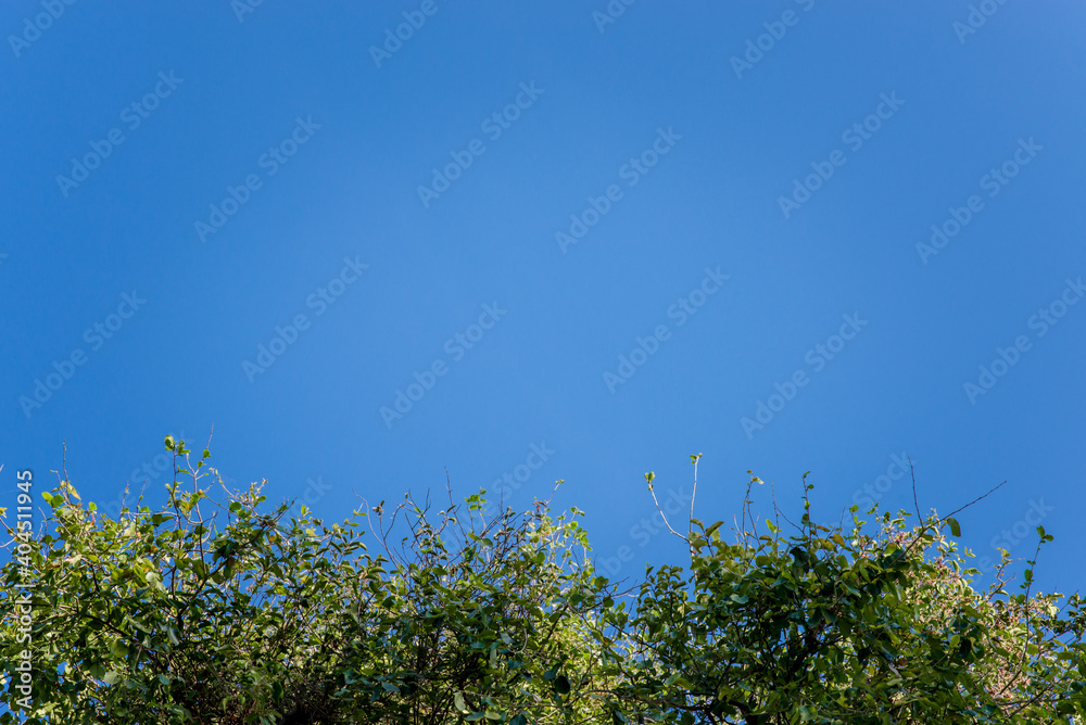 Sky and tree in sunny day for background Sky and tree in sunny day for background