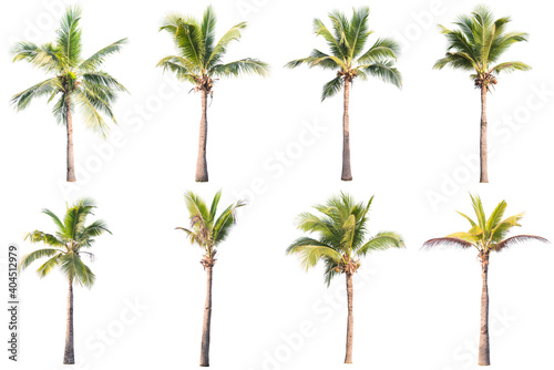 Palm Trees Against White Background