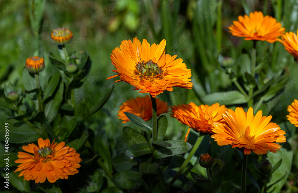 orange flowers in the garden orange flowers in the garden