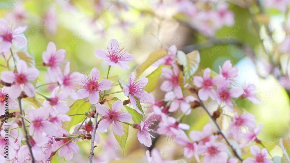 Beautiful Wild Himalayan Cherry blossom, Thai Sakura flower. Beautiful Wild Himalayan Cherry blossom, Thai Sakura flower.