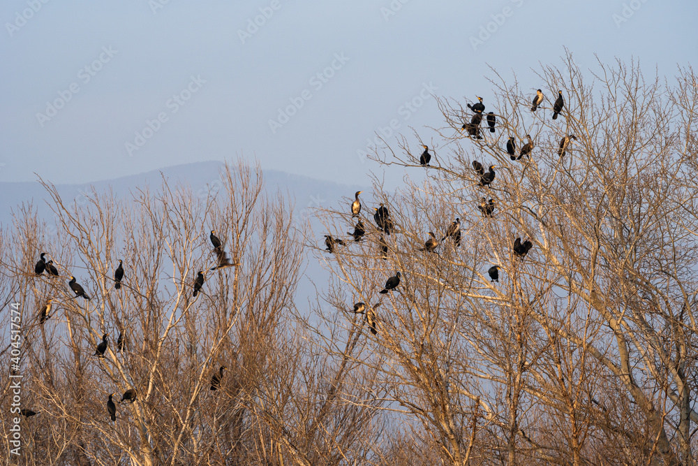 Colony of cormorants sitting on the branches of a tree Colony of cormorants sitting on the branches of a tree