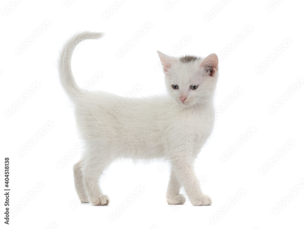 Photography white kitten isolated on white background