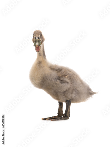 young duck isolated on white background
