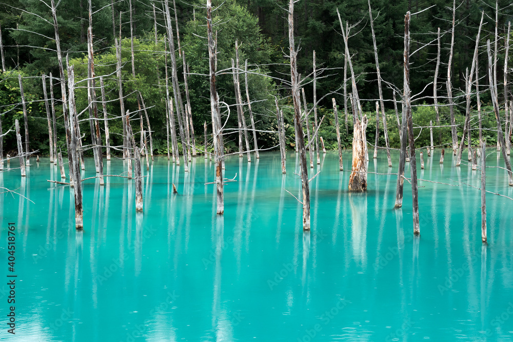 夏の青い池  北海道美瑛町の観光イメージ