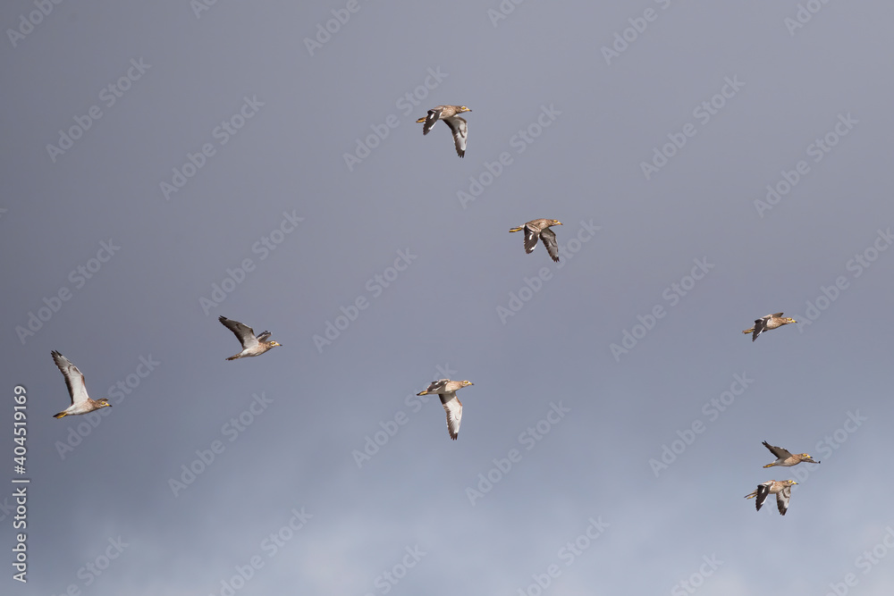 Eurasian Stone Curlews flying above the Gato de Gaba south Spain.