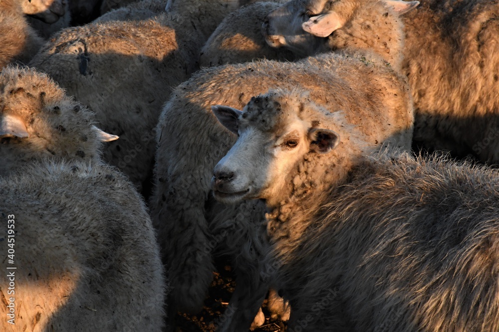 Sheep Sheep