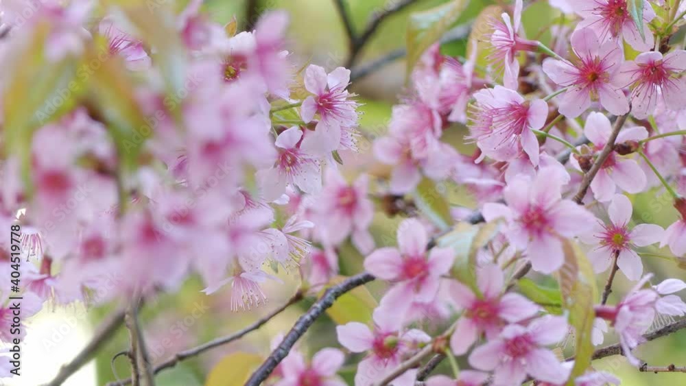 Beautiful Wild Himalayan Cherry blossom, Thai Sakura flower. Beautiful Wild Himalayan Cherry blossom, Thai Sakura flower.