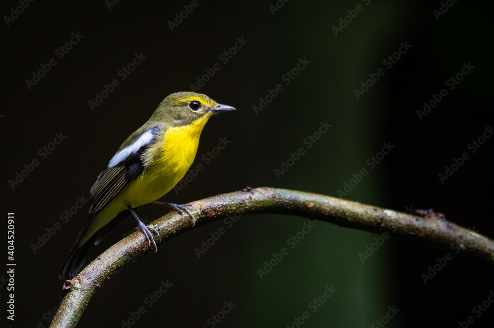 Obraz premium Green backed Flycatcher bird on twigs with black background