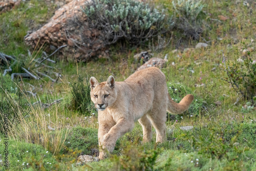 The cougar  Puma concolor  is a large cat of the subfamily Felinae