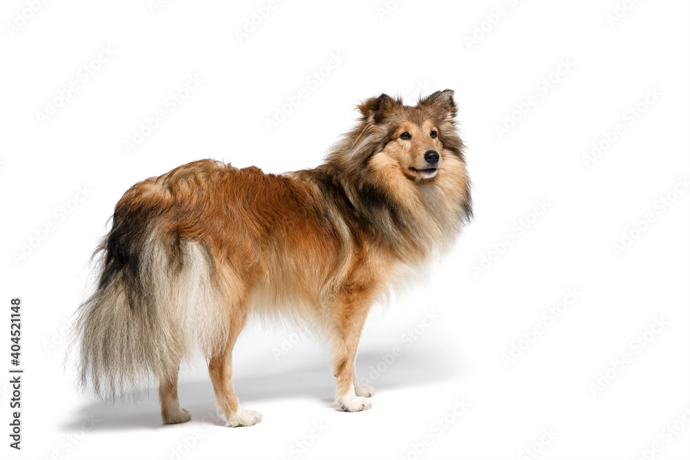 Obraz premium Shetland Sheepdog dog isolated on white background