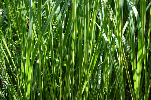 high green grass background.