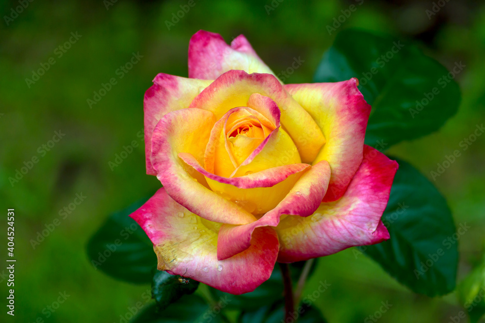 Close-up of garden rose Pullman Orient Express Close-up of garden rose Pullman Orient Express