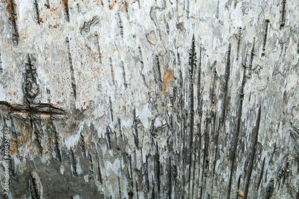 Obraz premium pattern of birch bark with black birch stripes on white birch bark and with wooden birch bark texture