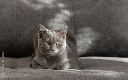 Young scottish straight cat sits on the gray couch. Animals stay at home concept. Close up.