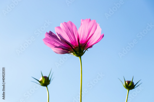 Beautiful pink color cosmos  Mexican aster  flower with blue sky background