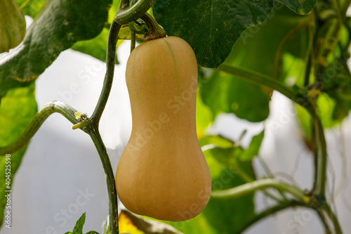 butternut Squash pumpkin planted  There are green leaves in the farm.
