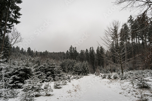 Snow-covered winter forest in northern Lake Constance near Hoechsten photo