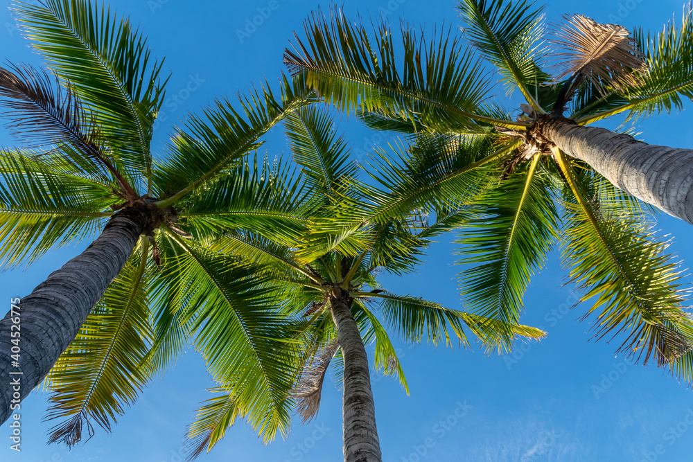 Many coconut trees and blue sky