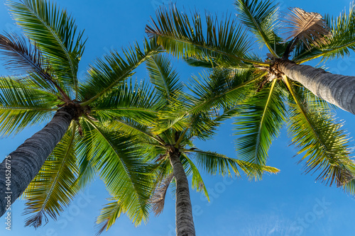Wallpaper Mural Many coconut trees and blue sky Torontodigital.ca
