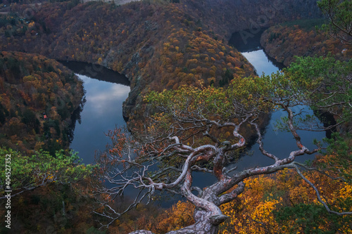 river meander panorama with a tree during autumn 