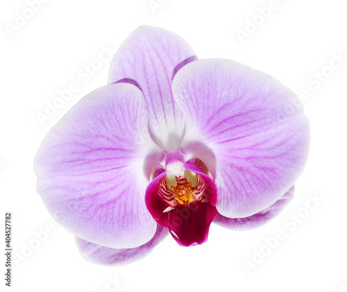 Purple orchid flower  Pink phalaenopsis  moth  orchid isolated on white background  with clipping path