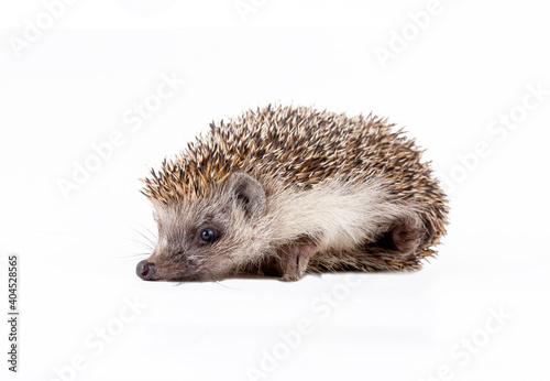 Hedgehog baby on the white background