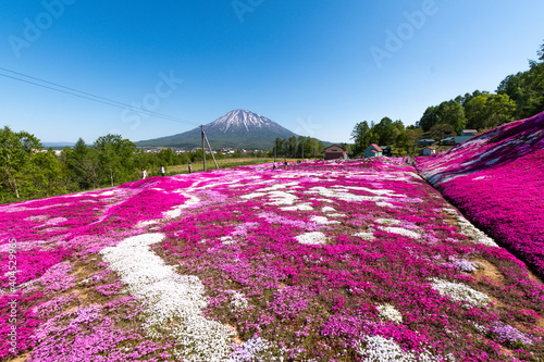 Beautiful Pink moss or Shiba sakura in Kutchan Hokkaido japan. photo