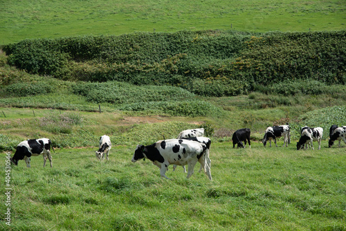 サロベツ原野の広大な牧場で放牧中の牛 北海道豊富町