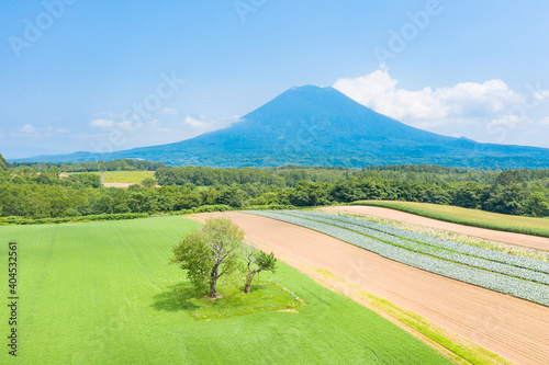 ドローン空撮  双子のサクランボの木   北海道ニセコエリアの観光イメージ photo