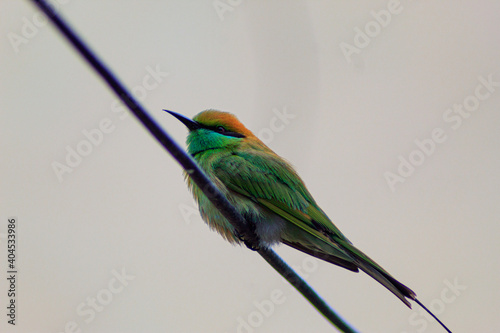 Bee eater green coloured bird sitting on an electric rubber coated wire.