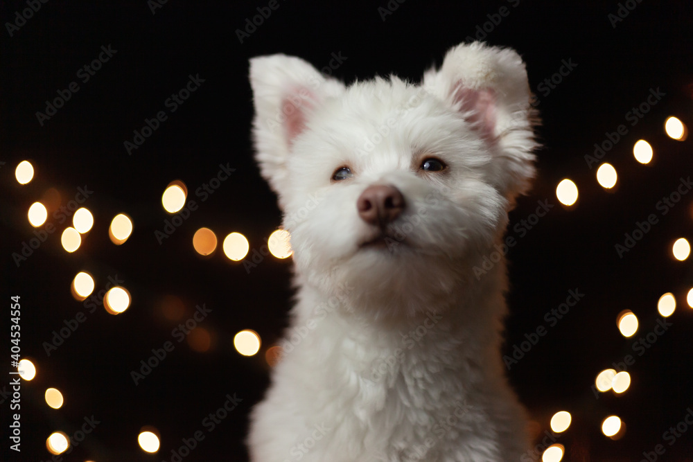 Japanese spitz and poodle 2025