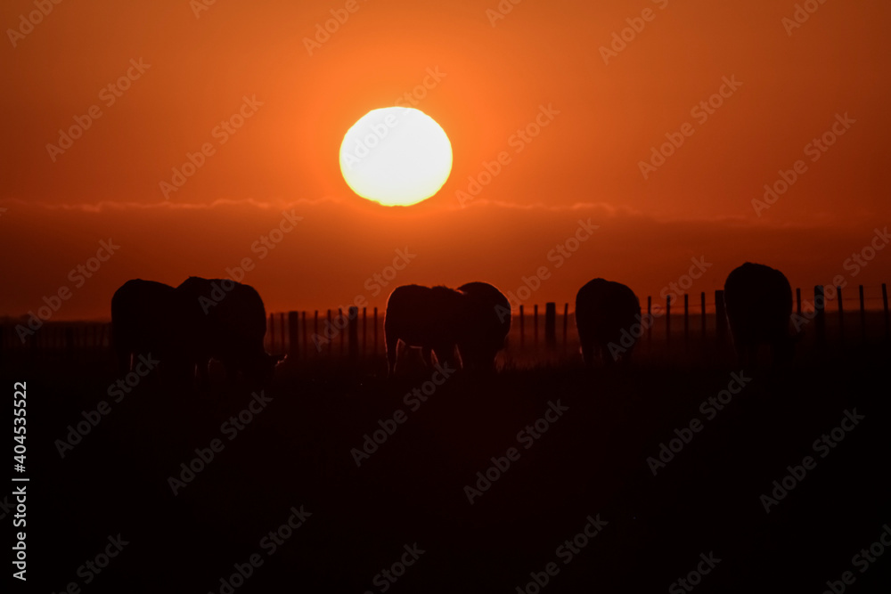 Cows at sunset, La Pampa province, Patagonia , Argentina