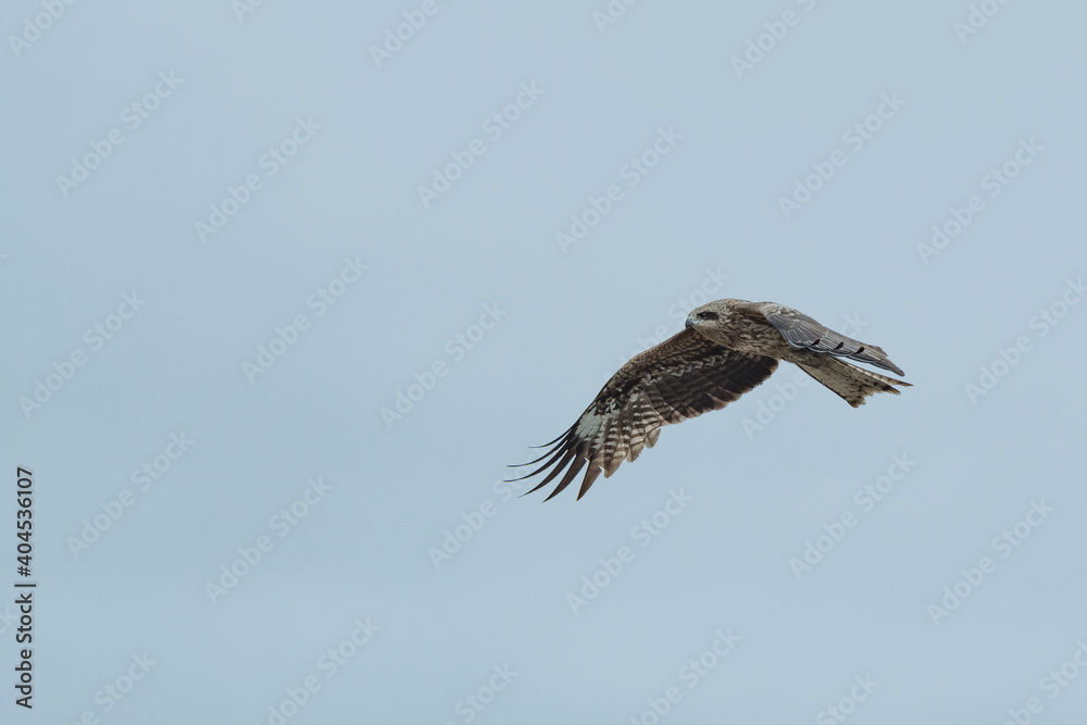 Obraz premium 大空を飛ぶ 鳶(とび)
