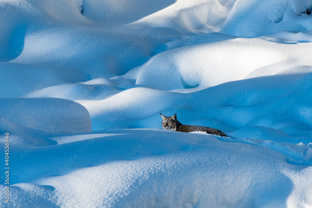 Fotografie A bobcat (Lynx rufus) hunting for prey along the Madison River in Yellowstone National Park, WY, USA