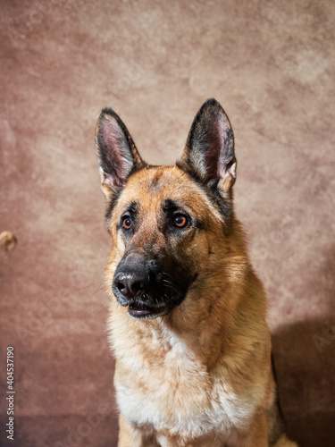 German shepherd catches food on brown studio background. Adorable pet dog eats dry food and poses. Emotional shots with close up portrait of dog. © Ekaterina
