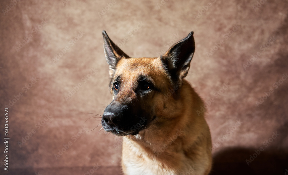 German shepherd catches food on brown studio background. Adorable pet dog eats dry food and poses. Emotional shots with close up portrait of dog. German shepherd catches food on brown studio background. Adorable pet dog eats dry food and poses. Emotional shots with close up portrait of dog.