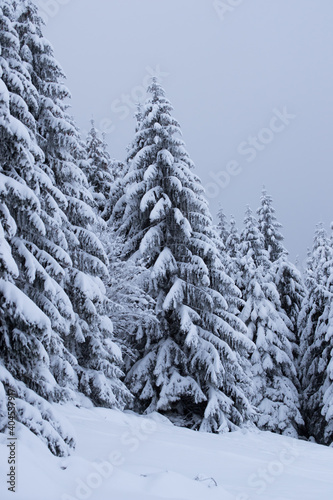 winter forest landscape with white snow. snowy secret path to the middle of the woods. view on charming winter landscape with snowy pine trees. © Denisa