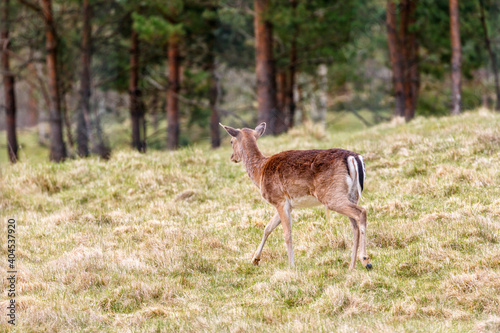 Fallow deer walking away on a meadow