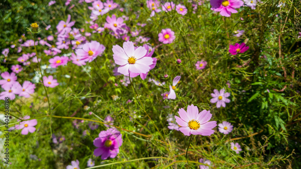 cosmos flowers blooming in the sky against a blue sky cosmos flowers blooming in the sky against a blue sky