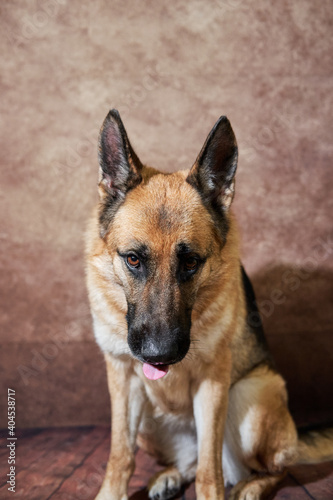 Portrait of black and red German shepherd on brown studio background. Emotions of pet. Charming German service dog breed close up. © Ekaterina