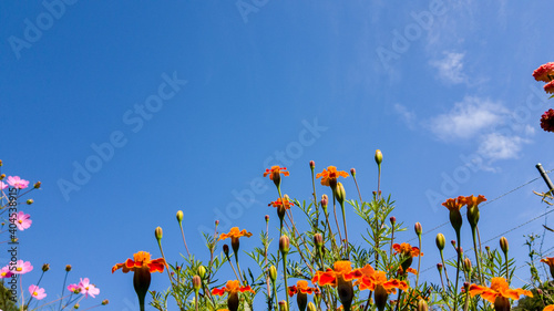 Fototapeta Naklejka Na Ścianę i Meble -  cosmos flowers blooming in the sky against a blue sky