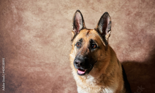 Portrait of black and red German shepherd on brown studio background. Emotions of pet. Charming German service dog breed close up. © Ekaterina