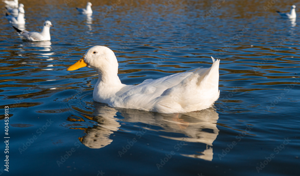 Heavy American Aylesbury Pekin Peking Duck Ducks low level eye level view extreme close up Heavy American Aylesbury Pekin Peking Duck Ducks low level eye level view extreme close up