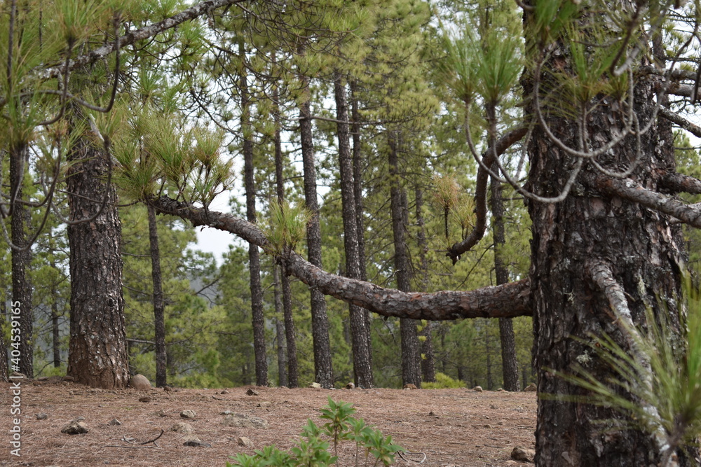 Un día de paseo en el bosque, disfrutando de las bellezas de la naturaleza. Un día de paseo en el bosque, disfrutando de las bellezas de la naturaleza.
