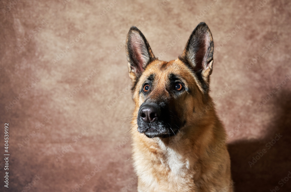 Portrait of black and red German shepherd on brown studio background. Emotions of pet. Charming German service dog breed close up.
