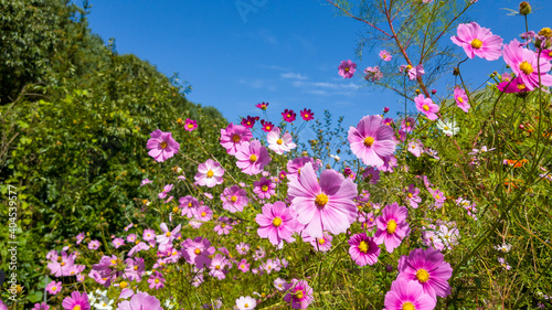 cosmos flowers blooming in the sky against a blue sky