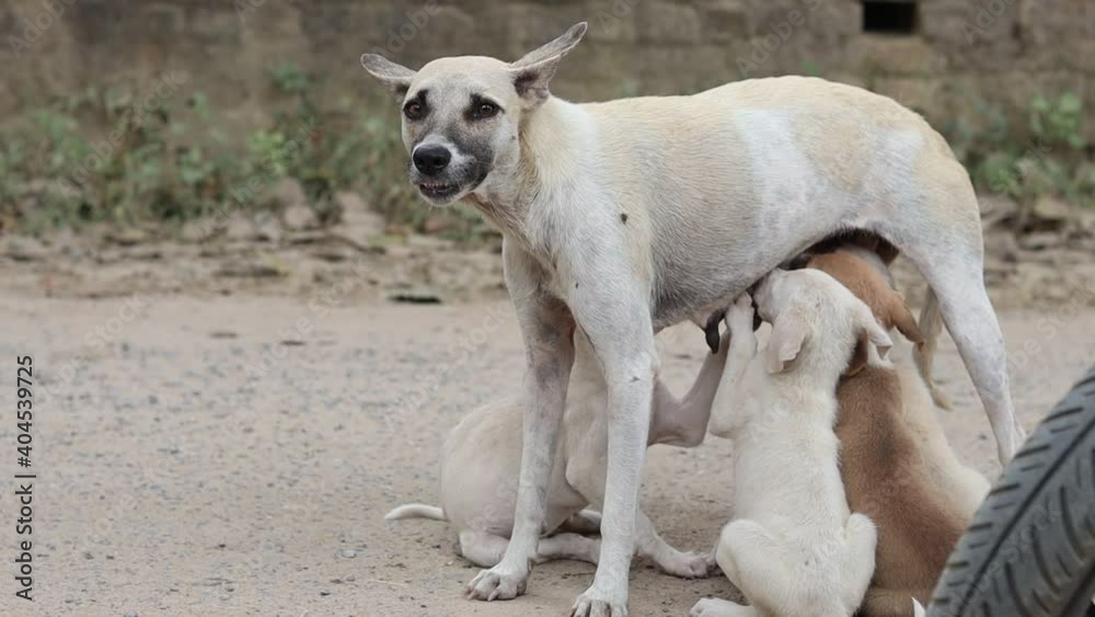 Indian street dog feeding her new born puppies in a road side. Indian animals at the streets. Street puppies are together with their mother in a chilling winter day.Indian street dog puppies playing Indian street dog feeding her new born puppies in a road side. Indian animals at the streets. Street puppies are together with their mother in a chilling winter day.Indian street dog puppies playing
