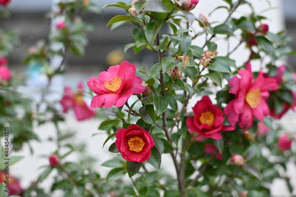 1月の山茶花の花 1月の山茶花の花