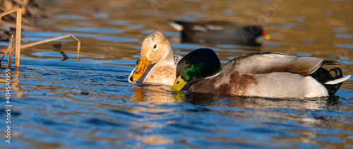 Male Female Manky Mallard Duck Ducks low level eye level view extreme close up photo